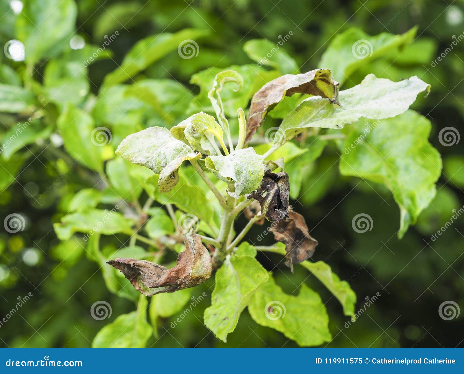 Post Image