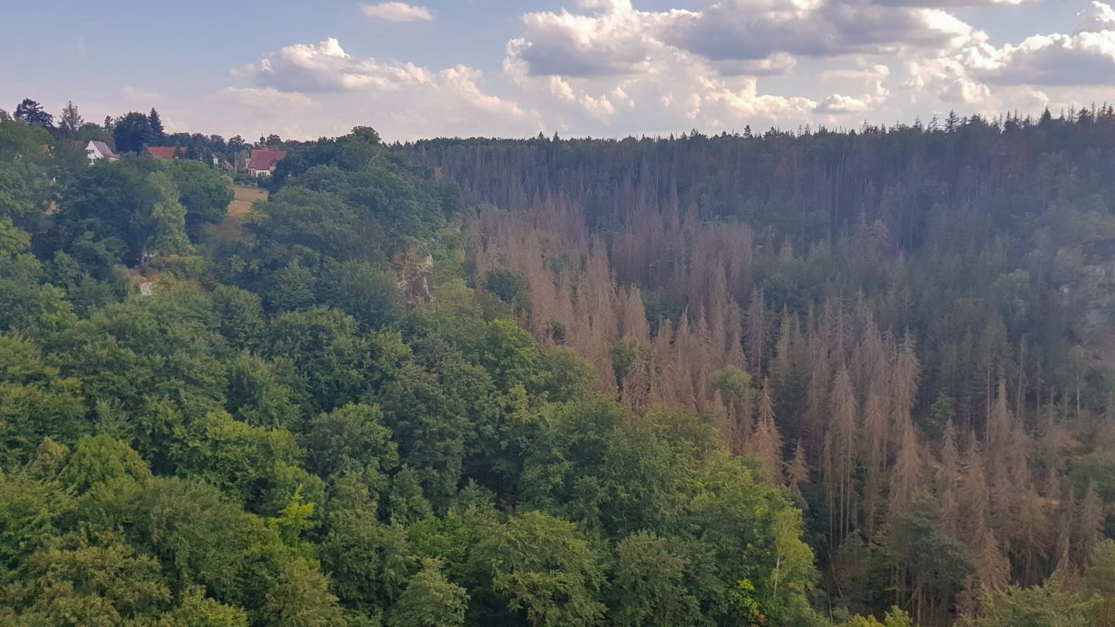000 Bäume: Ein Meilenstein Für Den Nationalpark Sächsische Schweiz 000 Bäume: Ein Meilenstein Für Den Nationalpark Sächsische Schweiz