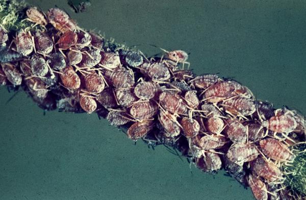 10-30% Apple Harvest Reduction Predicted: The Rosy Apple Aphid Threat 10-30% Apple Harvest Reduction Predicted: The Rosy Apple Aphid Threat