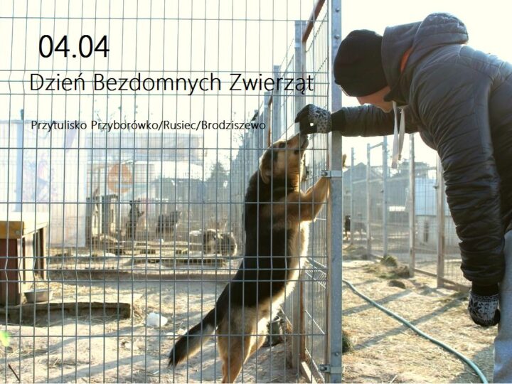 4 Kwietnia - Dzień Zwierząt Bezdomnych:  Zrozumieć Problem I Znaleźć Rozwiązania