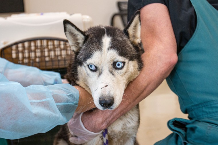 49 Dogs Removed From Licensed Breeder In Washington County: Animal Welfare Concerns 49 Dogs Removed From Licensed Breeder In Washington County: Animal Welfare Concerns
