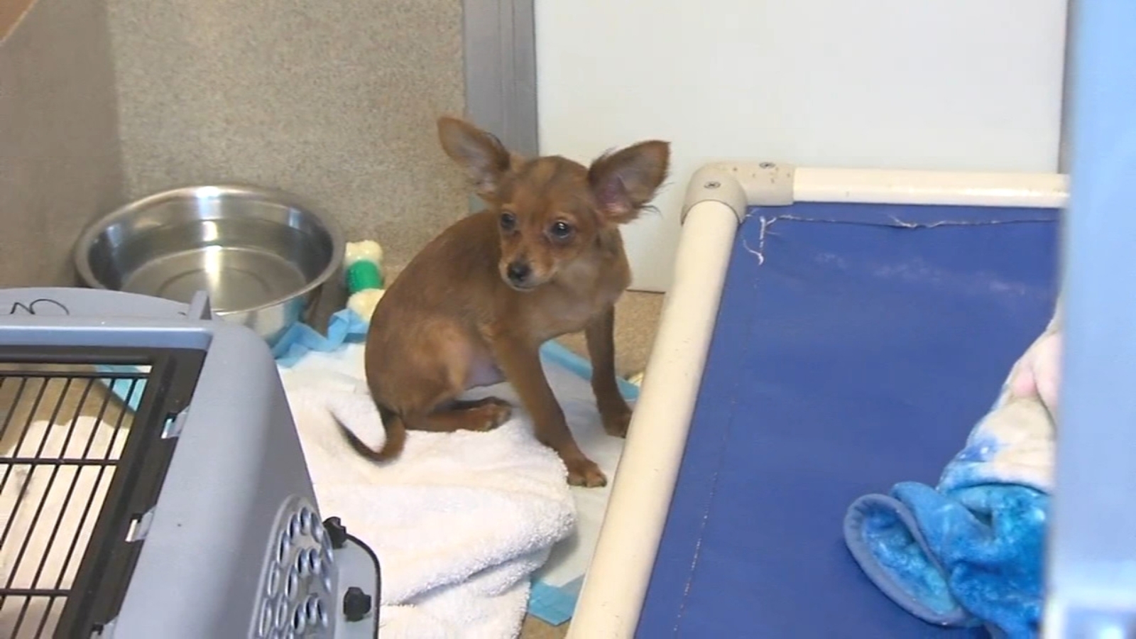 49 Dogs Seized From Washington County Breeder: Details Emerge 49 Dogs Seized From Washington County Breeder: Details Emerge
