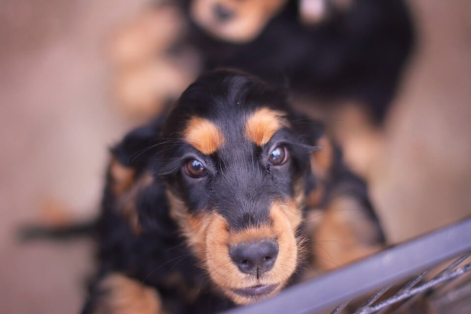 49 Dogs Seized From Washington County Breeder: Investigation Details 49 Dogs Seized From Washington County Breeder: Investigation Details