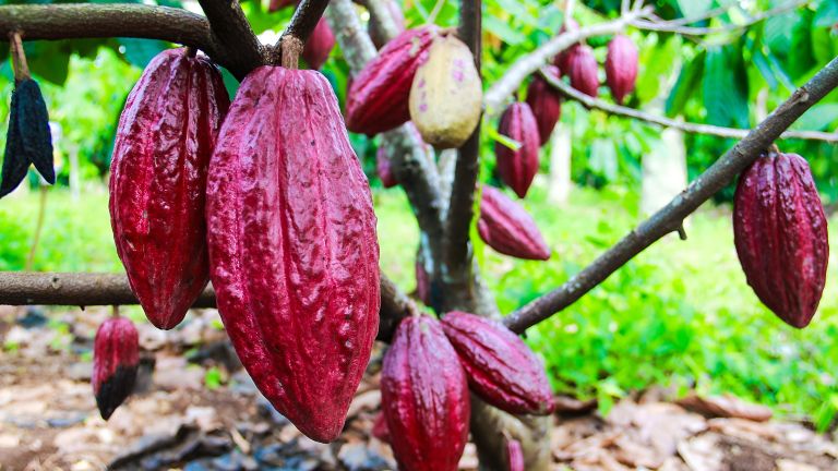 8 Pilihan Oleh-Oleh Kuliner Bali Yang Tak Biasa: Cokelat, Kacang, Dan Lainnya 8 Pilihan Oleh-Oleh Kuliner Bali Yang Tak Biasa: Cokelat, Kacang, Dan Lainnya