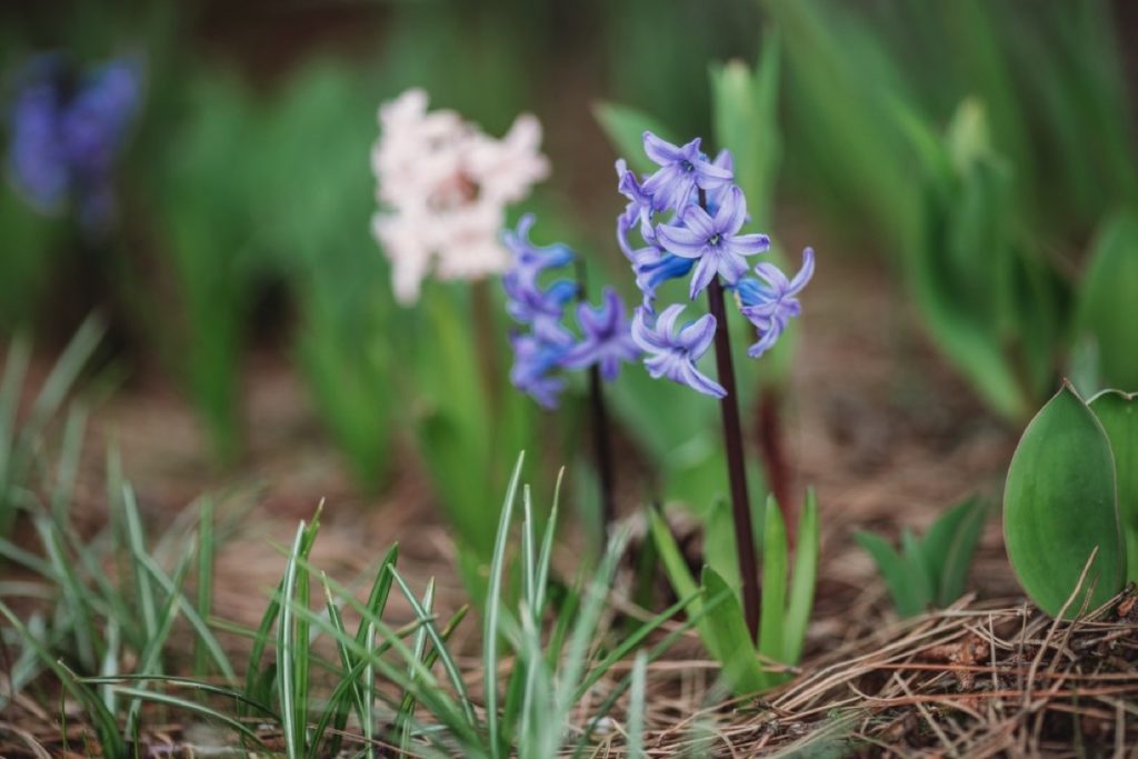 A Gardener's Guide To Planting Hyacinth Bulbs A Gardener's Guide To Planting Hyacinth Bulbs