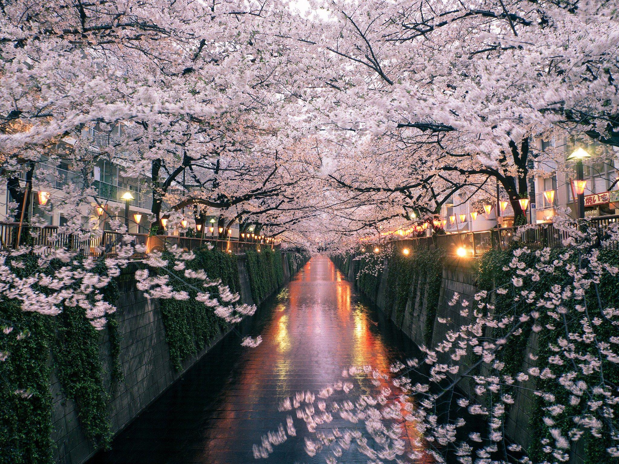 A Springwatch Perspective: Exploring Japan's Cherry Blossom Beauty A Springwatch Perspective: Exploring Japan's Cherry Blossom Beauty