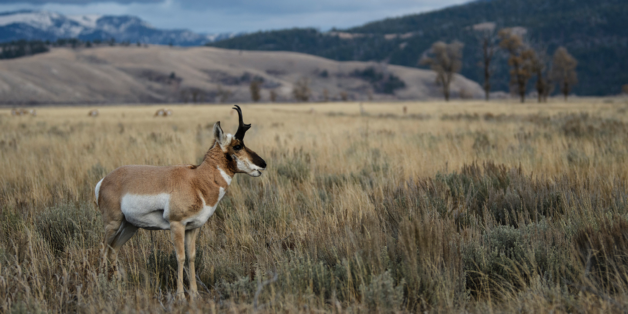 A Turning Point For Otter Management In Wyoming A Turning Point For Otter Management In Wyoming