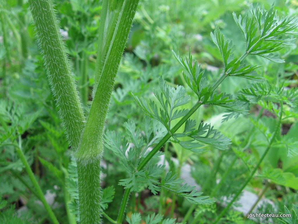 A Wild Carrot Cousin: Foraging And Roasting Its Roots – Country Diary