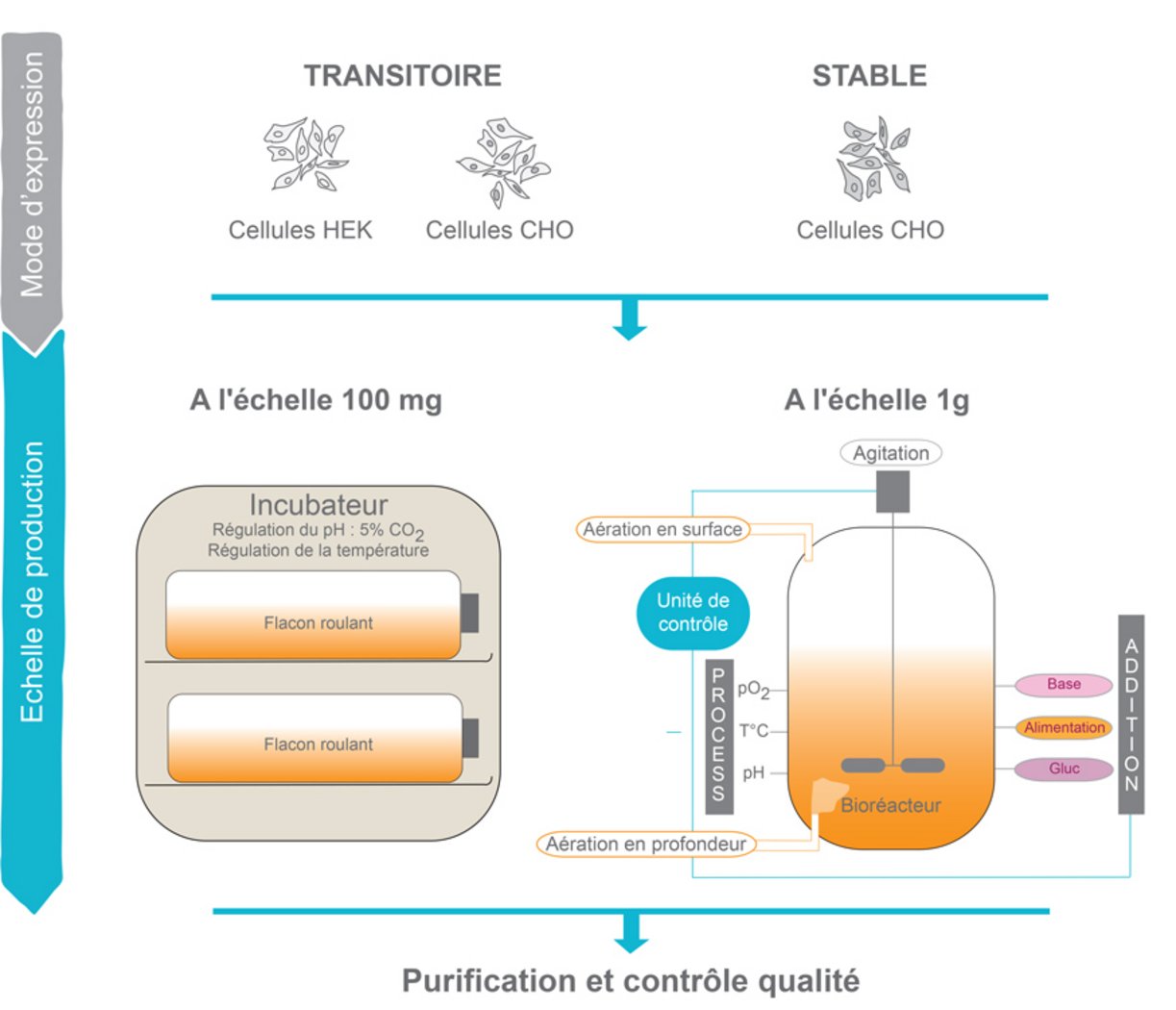 Acquisition Sanofi-Dren Bio : Perspectives Pour Le Développement D'Anticorps Bispécifiques Acquisition Sanofi-Dren Bio : Perspectives Pour Le Développement D'Anticorps Bispécifiques