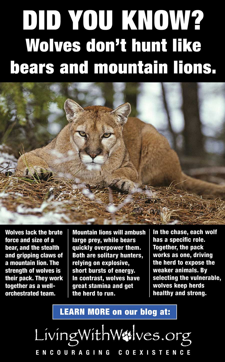 Addressing The Rising Concerns About Wolves In The North State Addressing The Rising Concerns About Wolves In The North State