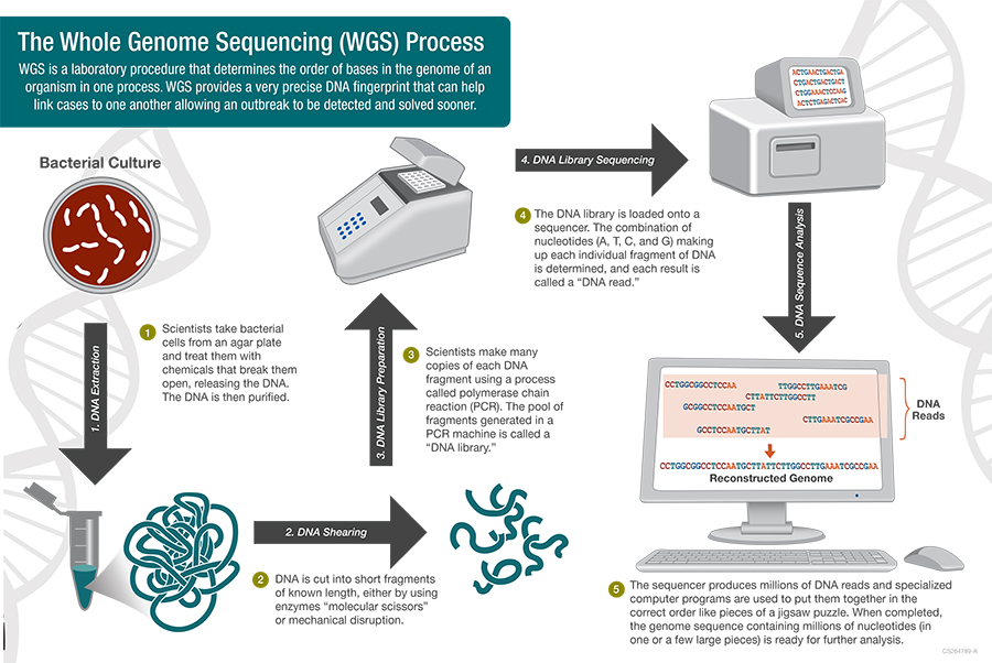 Advanced CRISPR Technology: Efficient Whole-Gene Insertion In Human DNA Advanced CRISPR Technology: Efficient Whole-Gene Insertion In Human DNA