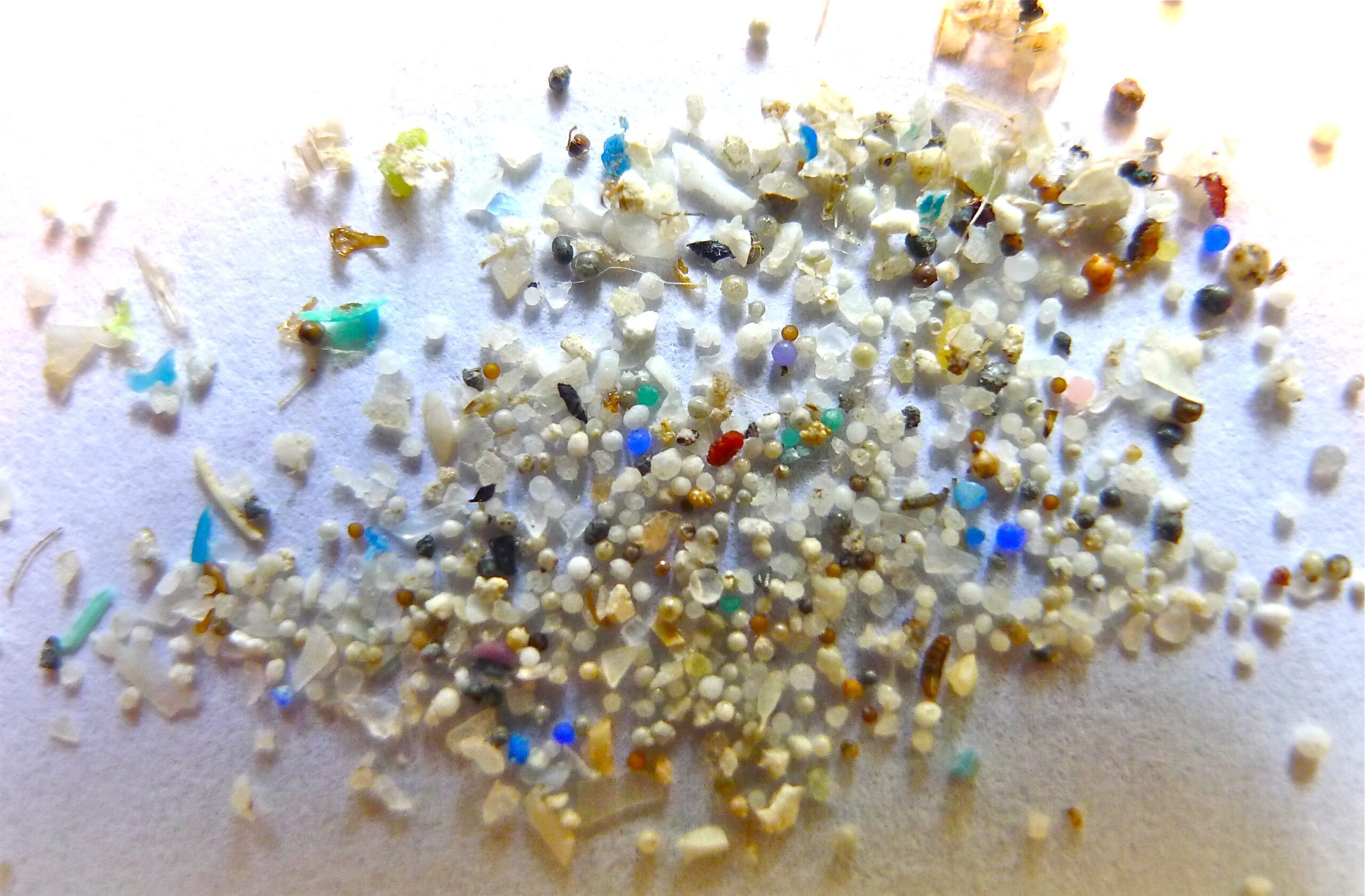 Analisi Della Presenza Di Microplastiche Nelle Diverse Acque Analisi Della Presenza Di Microplastiche Nelle Diverse Acque