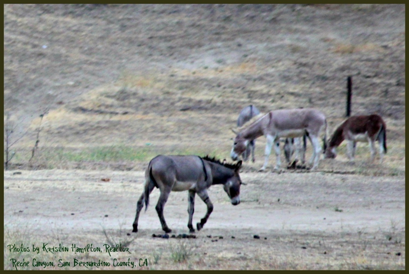 Annual Donkey Roundup Rocks Southern California Community Annual Donkey Roundup Rocks Southern California Community