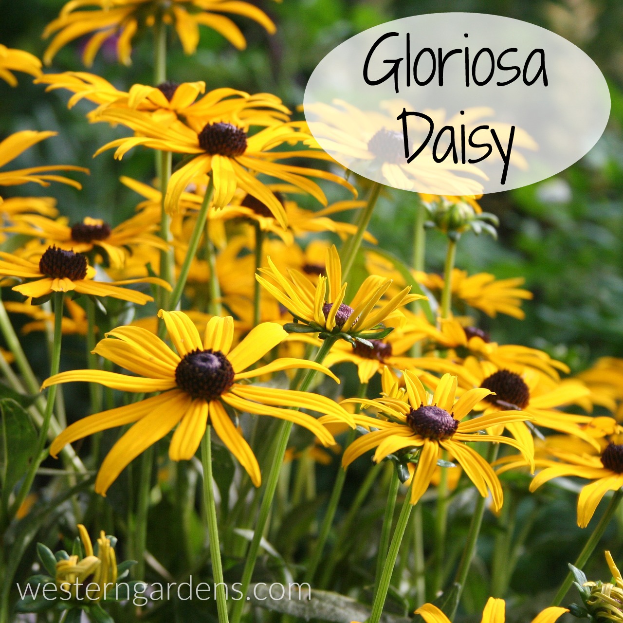 Annuals Or Perennials? A Guide To Selecting The Perfect Flowers