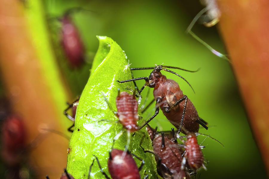 Apple Harvest Losses: Rosy Apple Aphid Infestation To Reduce Yields By 10-30% Apple Harvest Losses: Rosy Apple Aphid Infestation To Reduce Yields By 10-30%