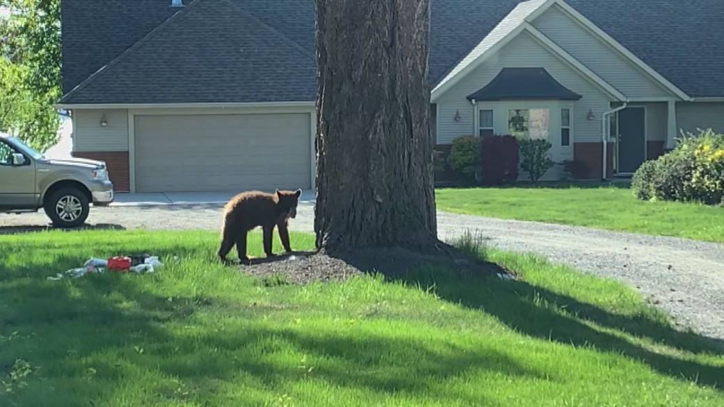 Bear Spray Attack Victims Detail Halloween Night Ordeal In Kelowna Bear Spray Attack Victims Detail Halloween Night Ordeal In Kelowna