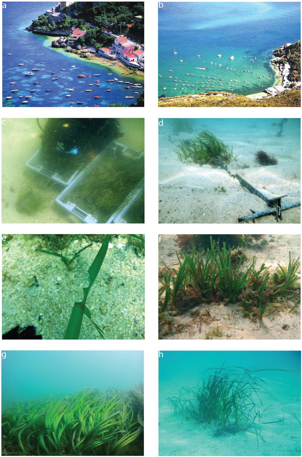 Boosting Scotland's Coastal Ecosystem: Seagrass Restoration Bids Boosting Scotland's Coastal Ecosystem: Seagrass Restoration Bids