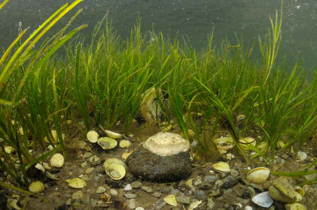 Boosting Scotland's Coastline: A Look At Seagrass Planting Initiatives Boosting Scotland's Coastline: A Look At Seagrass Planting Initiatives