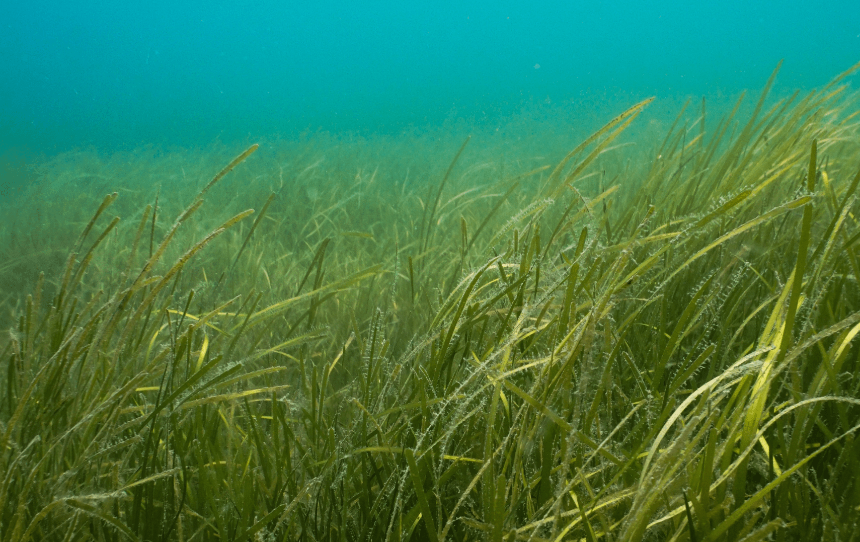 Boosting Scotland's Coastline: Seagrass Restoration Bids Boosting Scotland's Coastline: Seagrass Restoration Bids