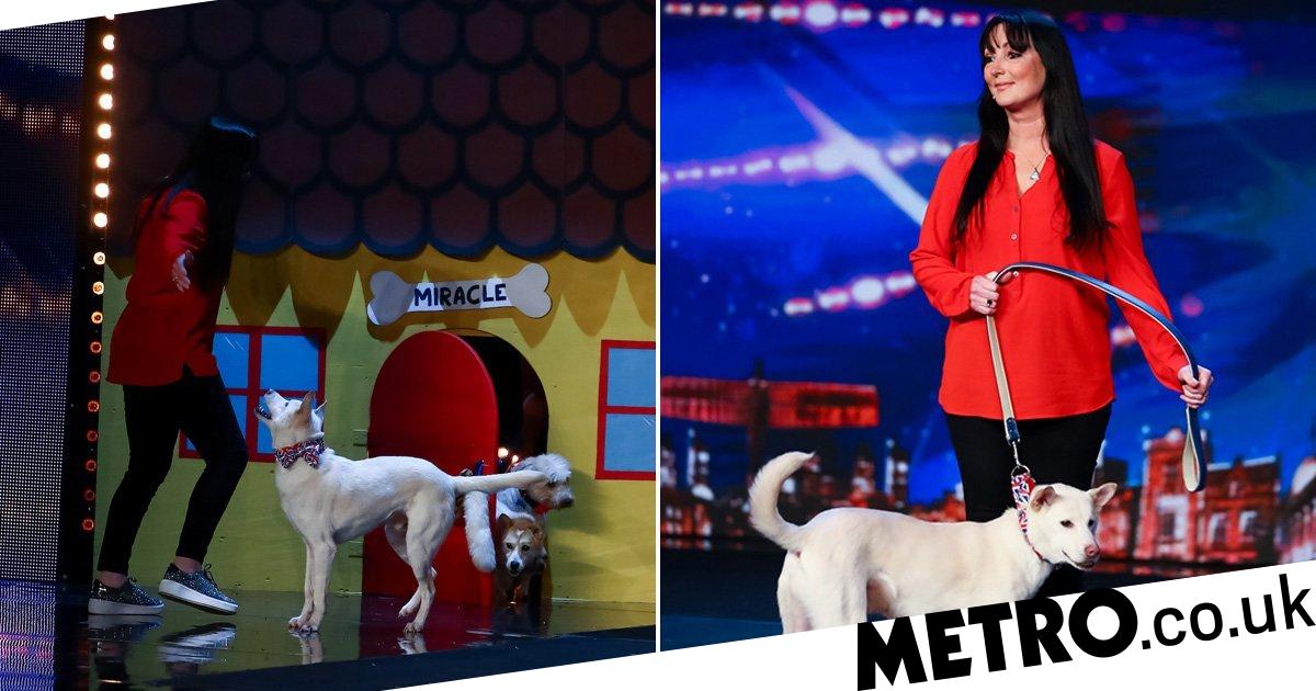 Britain's Got Talent Addresses Fan Inquiries Regarding Teddy Magic Act Britain's Got Talent Addresses Fan Inquiries Regarding Teddy Magic Act