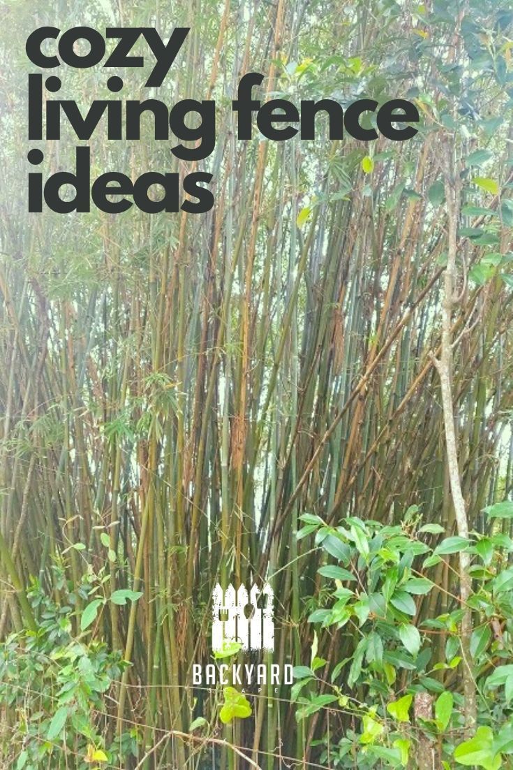 Building A Durable And Attractive Living Fence