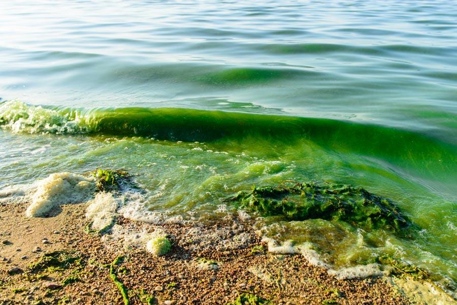 California Coast's Toxic Algae Bloom: Impact On Marine Ecosystems California Coast's Toxic Algae Bloom: Impact On Marine Ecosystems