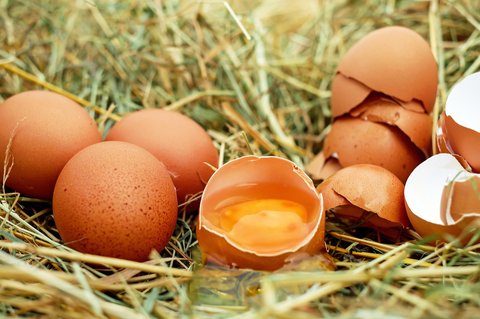 Cangkang Telur: Sumber Nutrisi Alami Untuk Pertumbuhan Tanaman Dan Kesehatan Hewan Cangkang Telur: Sumber Nutrisi Alami Untuk Pertumbuhan Tanaman Dan Kesehatan Hewan