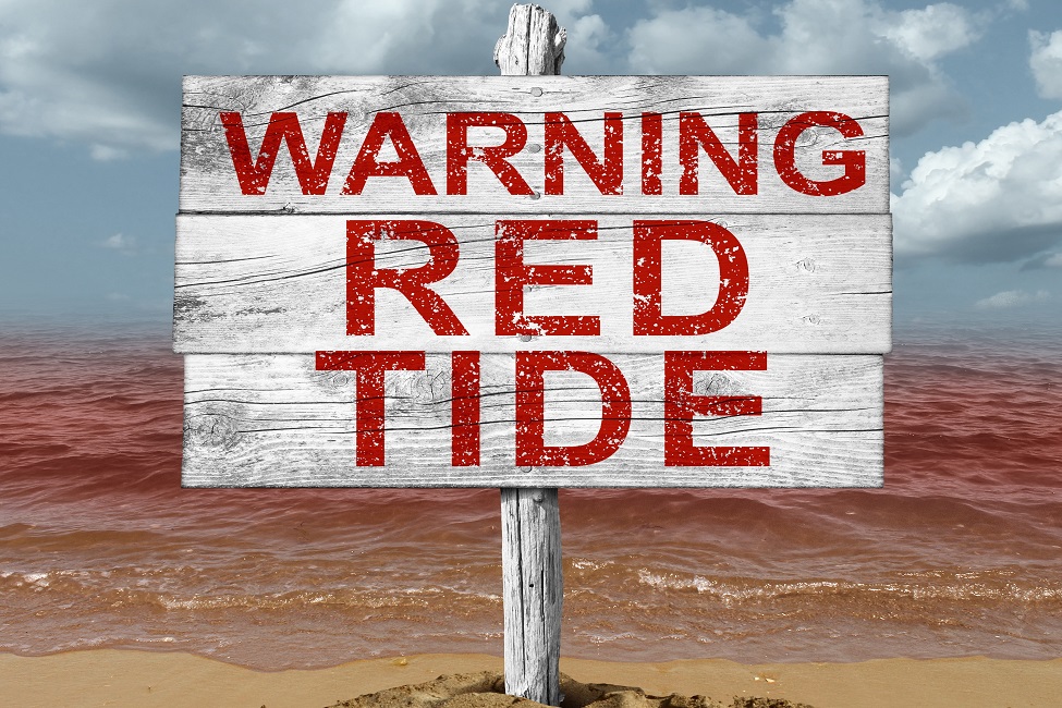 Cape Cod Faces Red Tide Emergency: Public Health Warning