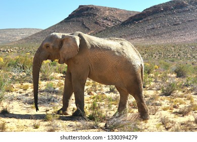 Cape Town Elephant Seal Disrupts Suburban Traffic Cape Town Elephant Seal Disrupts Suburban Traffic