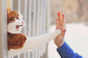 Carrie Snub And Beyond: A Look At Boris Johnson's Awkward Animal Moments Carrie Snub And Beyond: A Look At Boris Johnson's Awkward Animal Moments