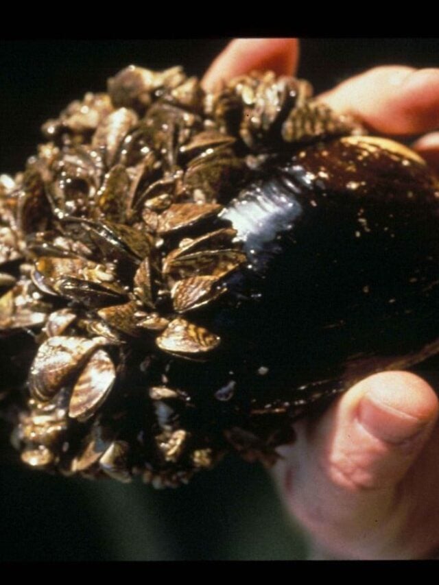 Casper Boat Lift Hosts Thousands Of Invasive Zebra Mussels Casper Boat Lift Hosts Thousands Of Invasive Zebra Mussels
