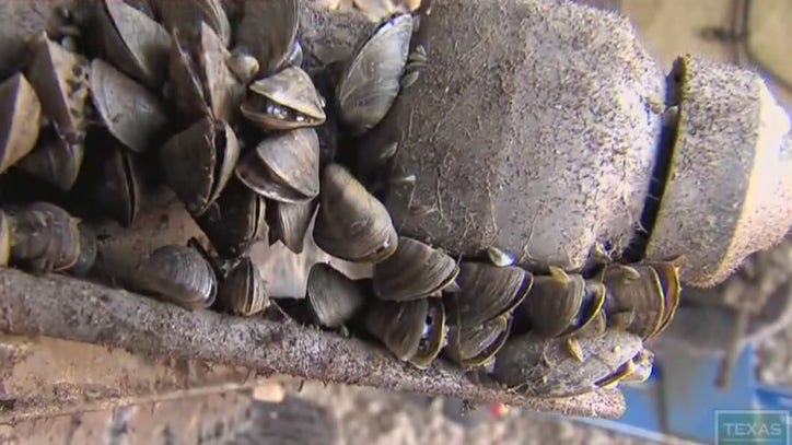 Casper Boat Owner Uncovers Extensive Zebra Mussel Problem Casper Boat Owner Uncovers Extensive Zebra Mussel Problem