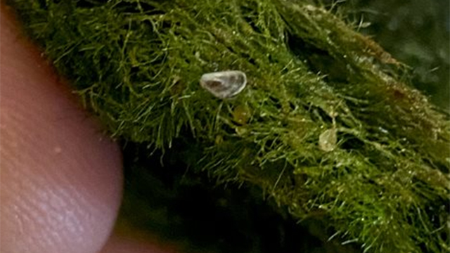 Casper Resident's Alarming Zebra Mussel Discovery Casper Resident's Alarming Zebra Mussel Discovery