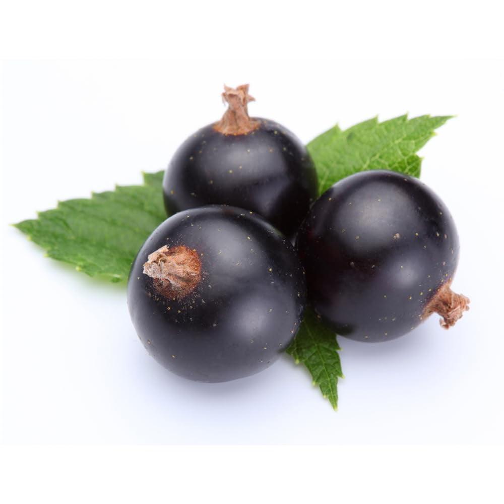 Cassis Blackcurrant: A Comprehensive Guide To The Deep, Dark Berry Cassis Blackcurrant: A Comprehensive Guide To The Deep, Dark Berry
