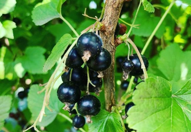 Cassis Blackcurrant: Cultivation, Harvesting, And Product Applications Cassis Blackcurrant: Cultivation, Harvesting, And Product Applications