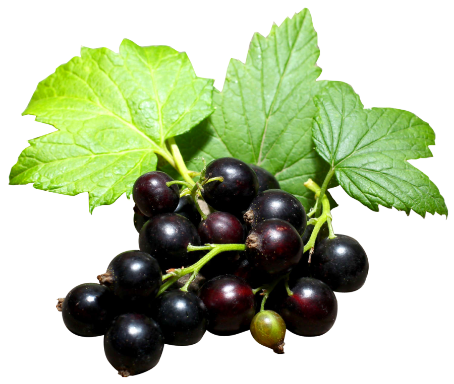 Cassis Blackcurrant: From Berry To Bottle Cassis Blackcurrant: From Berry To Bottle