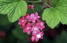 Cassis Blackcurrant: Uses, Benefits, And Production Cassis Blackcurrant: Uses, Benefits, And Production