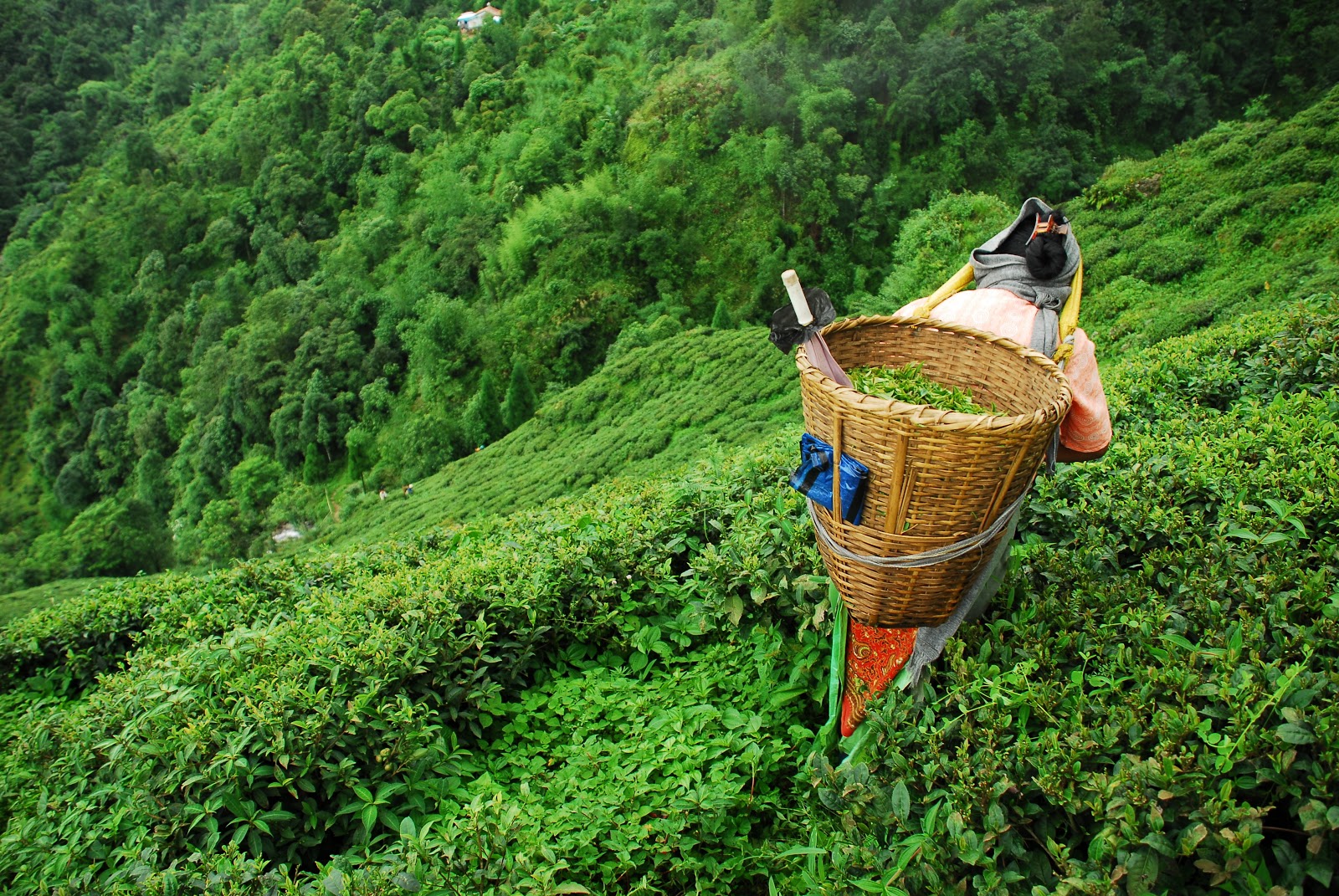 Challenges Facing Darjeeling Tea Production Challenges Facing Darjeeling Tea Production
