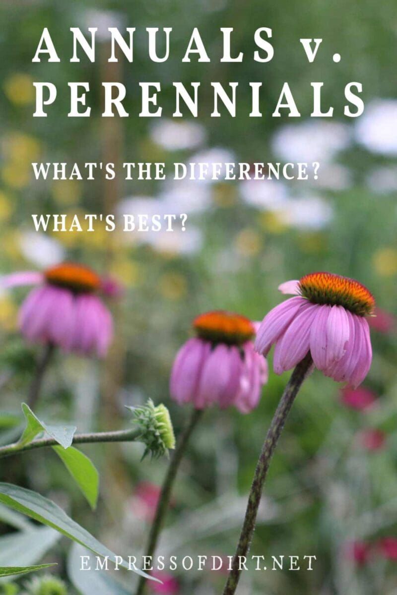 Choosing Between Annuals And Perennials: A Practical Guide For Gardeners Choosing Between Annuals And Perennials: A Practical Guide For Gardeners