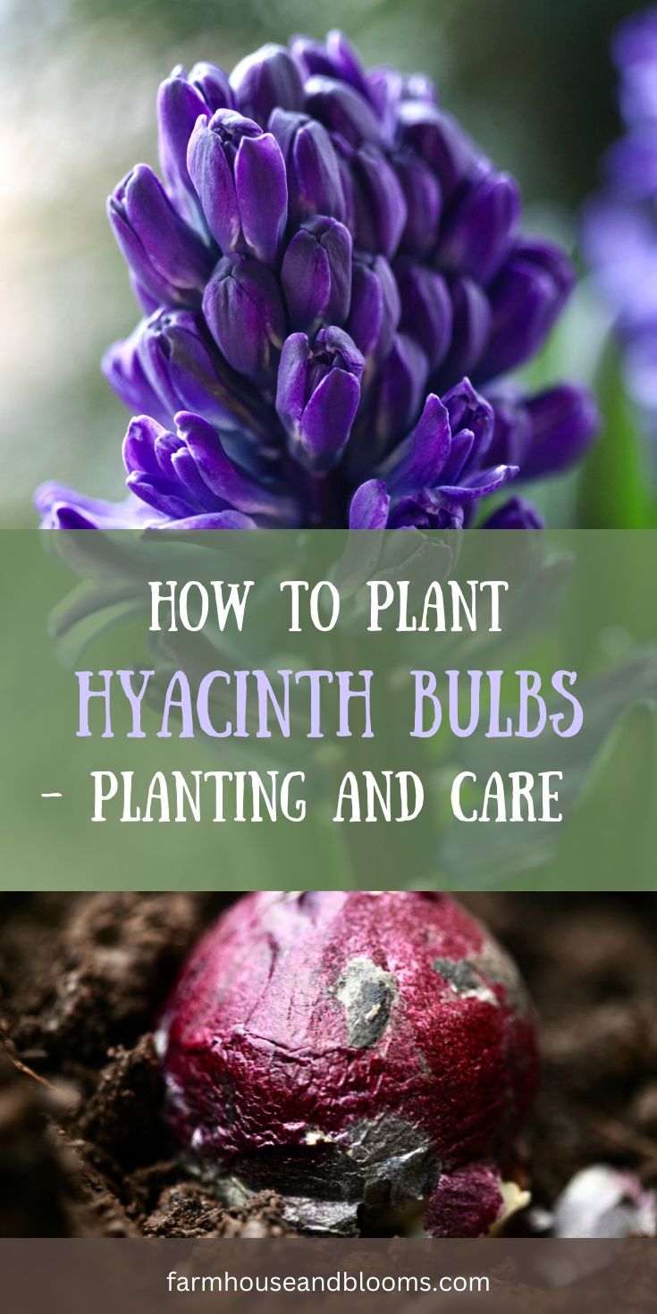 Choosing The Right Planting Time For Hyacinth Bulbs Choosing The Right Planting Time For Hyacinth Bulbs