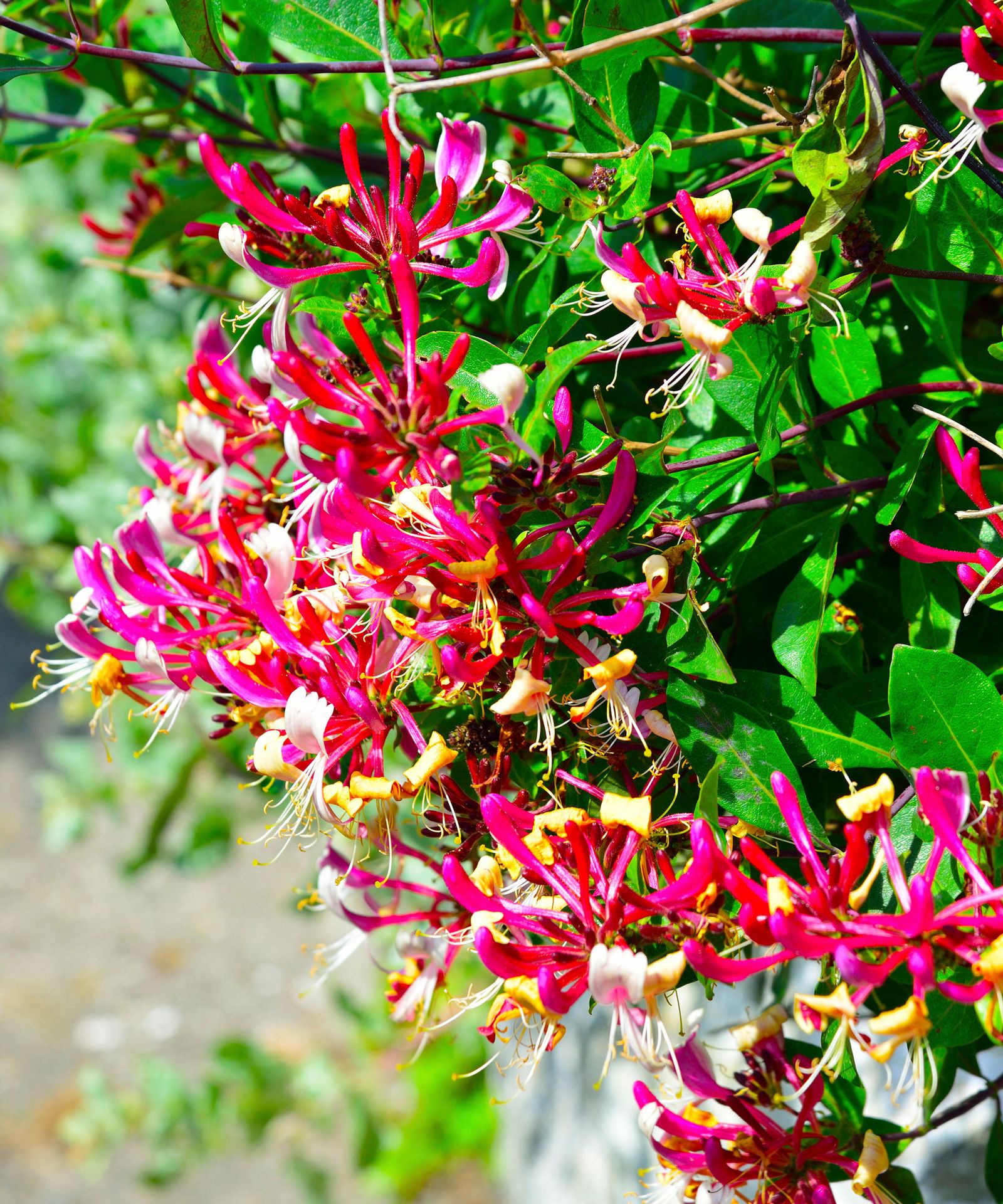Choosing The Right Plants For Your Living Fence Choosing The Right Plants For Your Living Fence