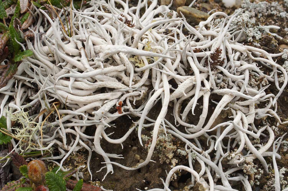 Climate Change And The Rise Of Dangerous Fungi: A Growing Threat Climate Change And The Rise Of Dangerous Fungi: A Growing Threat
