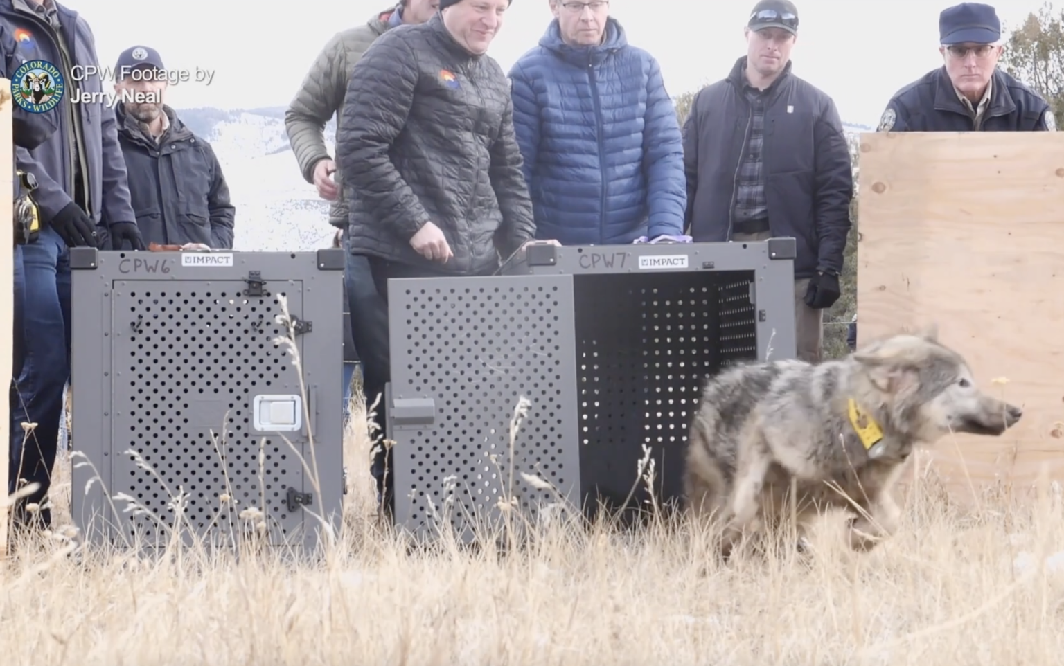 Colorado Gray Wolf Dies After Reintroduction To Wyoming: A Report Colorado Gray Wolf Dies After Reintroduction To Wyoming: A Report