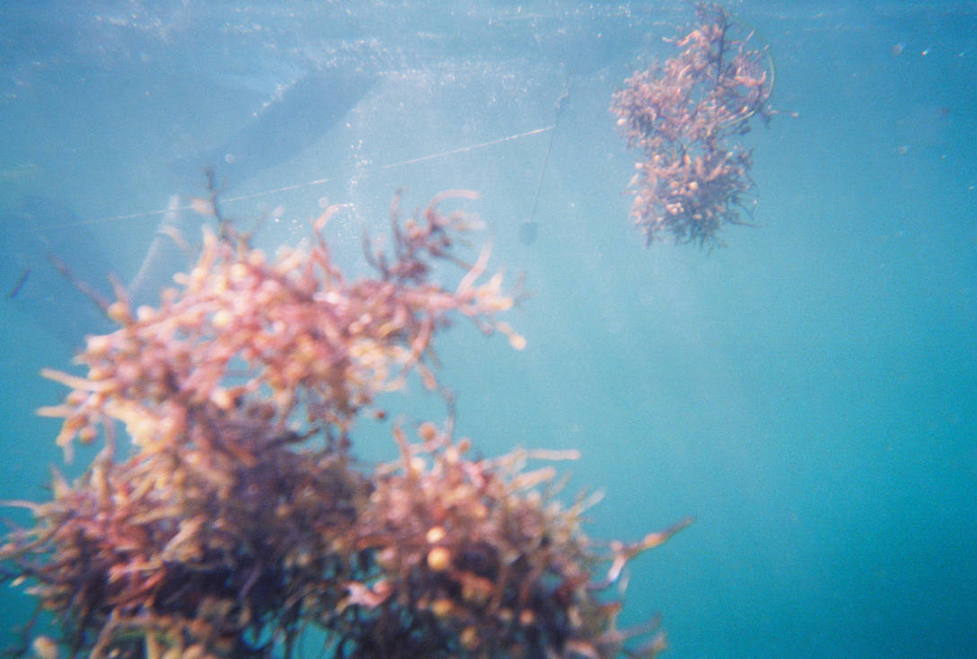 Combating The Killer Seaweed: Protecting Australia's Marine Fauna Combating The Killer Seaweed: Protecting Australia's Marine Fauna
