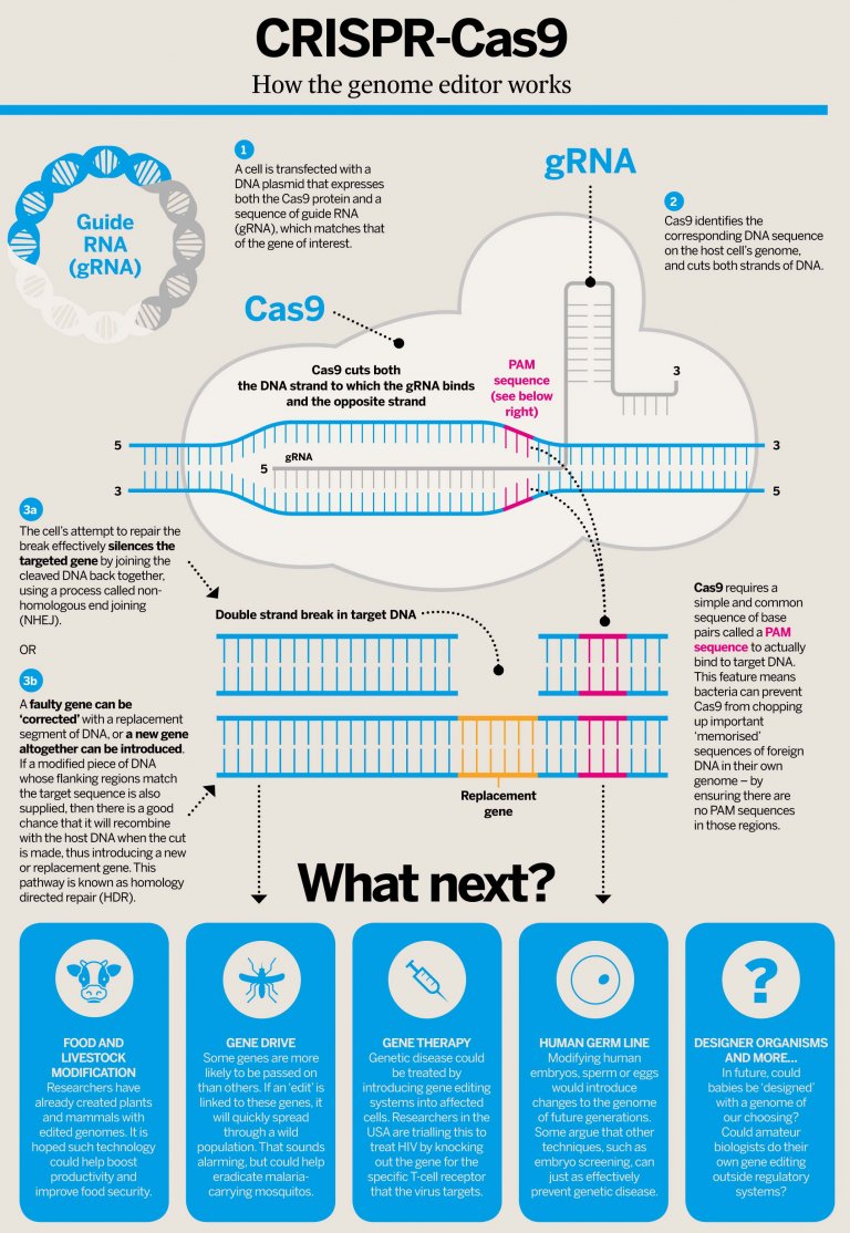 Complete Gene Insertion: Advances In Precise Gene Editing Technology Complete Gene Insertion: Advances In Precise Gene Editing Technology