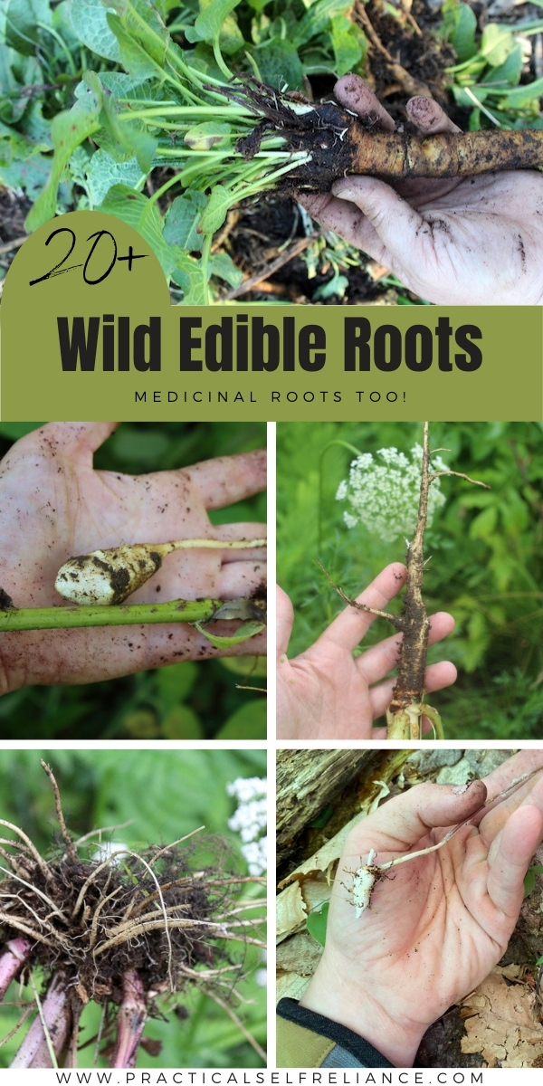 Country Diary: Foraging For A Carrot Cousin's Edible Roots Country Diary: Foraging For A Carrot Cousin's Edible Roots