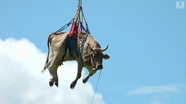 Cows Airlifted Out Of Swiss Village: A Unique Rescue Operation Cows Airlifted Out Of Swiss Village: A Unique Rescue Operation