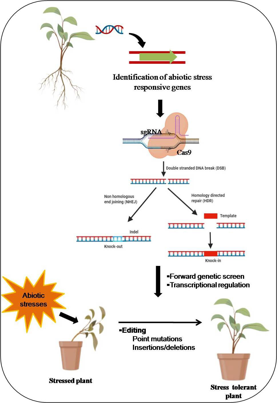 CRISPR Gene Editing: A Powerful System For Whole-Gene Integration CRISPR Gene Editing: A Powerful System For Whole-Gene Integration