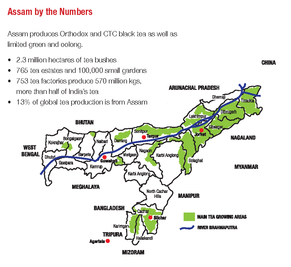 Darjeeling Tea Production: Growing Concerns And Challenges Darjeeling Tea Production: Growing Concerns And Challenges