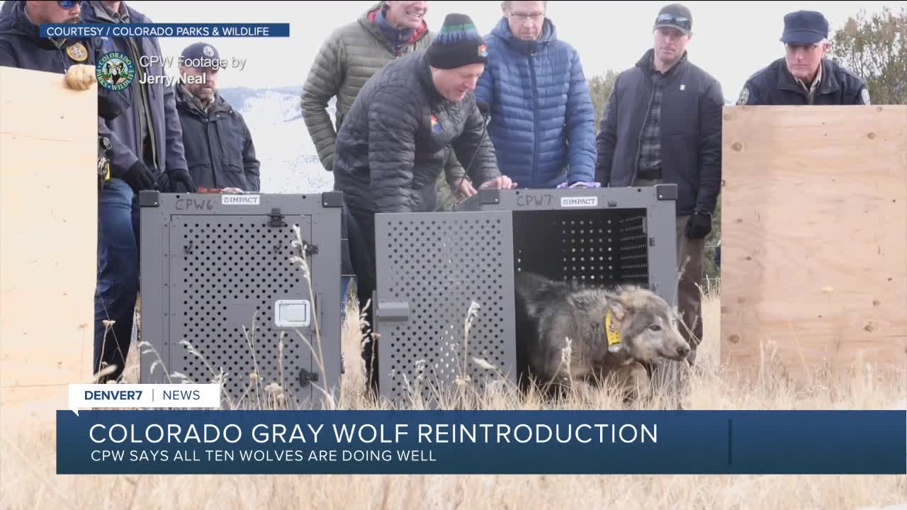 Death Of Second Translocated Colorado Gray Wolf In Wyoming Death Of Second Translocated Colorado Gray Wolf In Wyoming